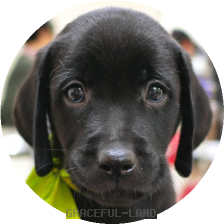 英国ラブラドールの子犬